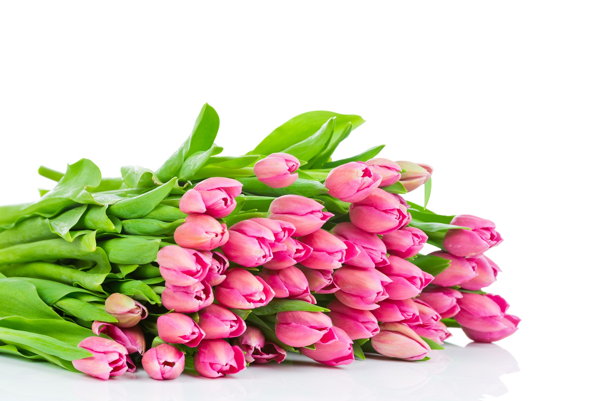 757496 Tulips Many Pink color