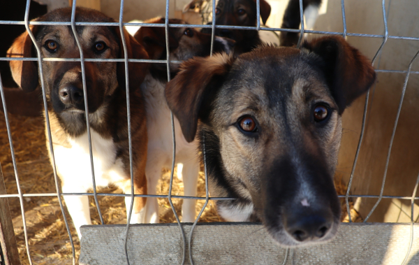 Приюту Среднеуральска нужна ваша помощь