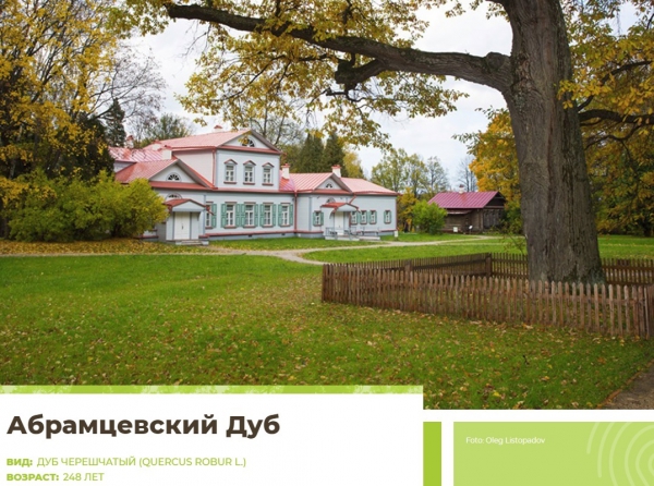 Началось голосование по выбору Европейского дерева года - 2019