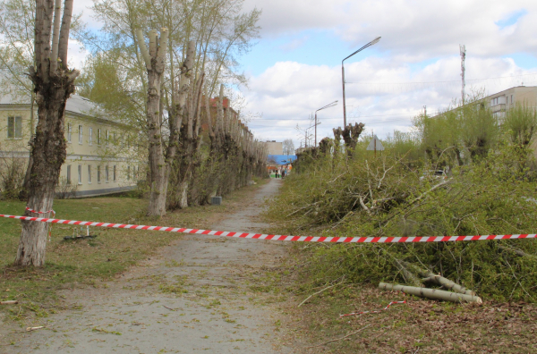 Для кронирования аварийных тополей отключат электроэнергию