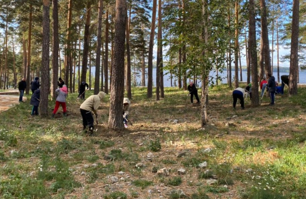 Акция «Сохраним сосны» началась и продолжится