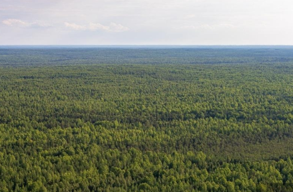 Особый противопожарный режим стартует в Свердловской области с 25 апреля