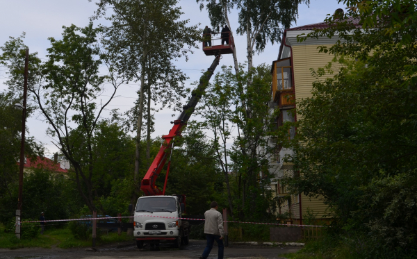 За две недели в муниципалитете кронировано 45 деревьев
