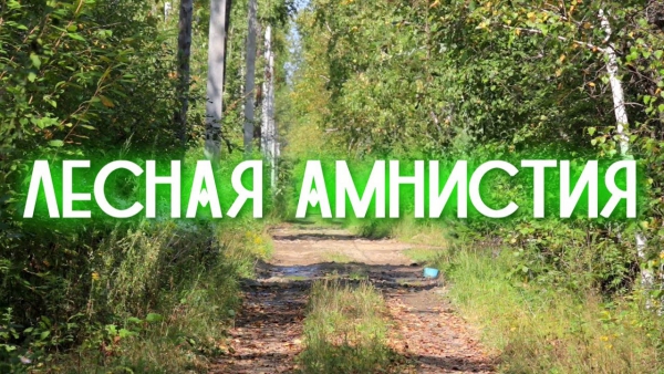 "Лесная амнистия" для тех, чьи земельные участки пересекаются с лесными