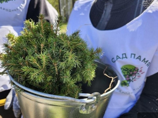 Свердловчане высадили 233,5 тысячи деревьев в рамках акции &laquo;Сад памяти&raquo; в 2026 году